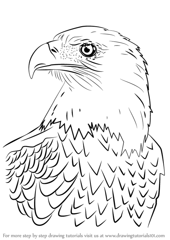 566x800 Learn How To Draw Bald Eagle Head (Bird Of Prey) Step By Step