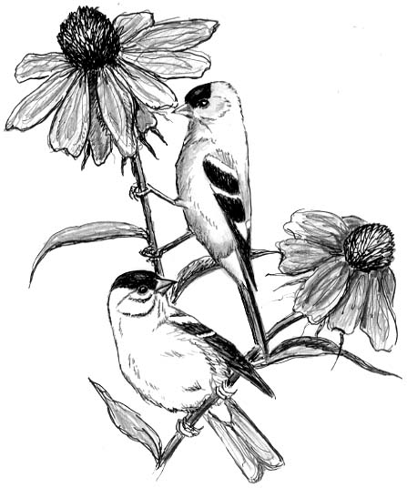 447x536 Bird Watcher's General Store