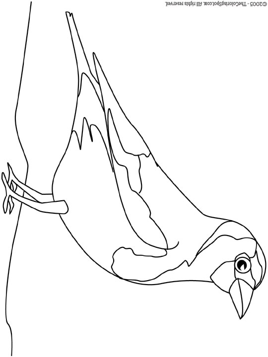 540x720 Goldfinch Coloring Page