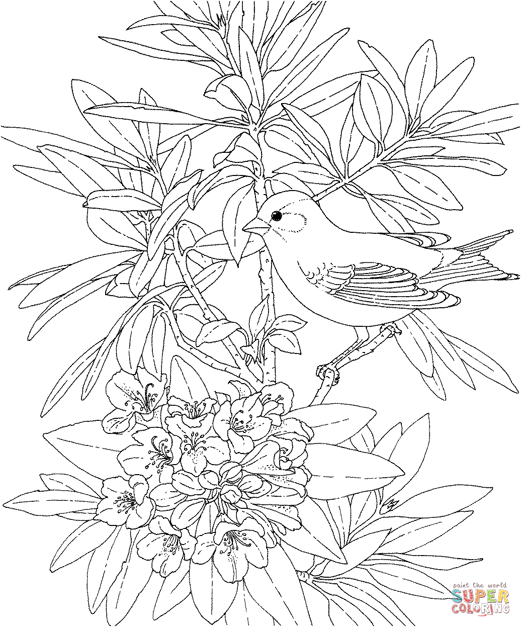 1036x1247 Goldfinch Coloring Pages Free Coloring Pages