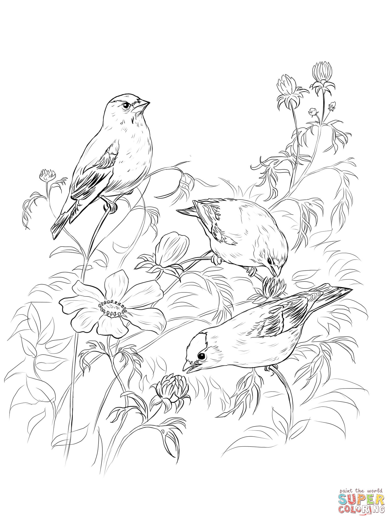 1536x2048 Goldfinch Coloring Pages Free Coloring Pages