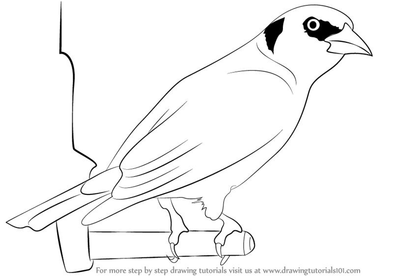 800x567 Learn How To Draw A Goldfinch (Birds) Step By Step Drawing Tutorials