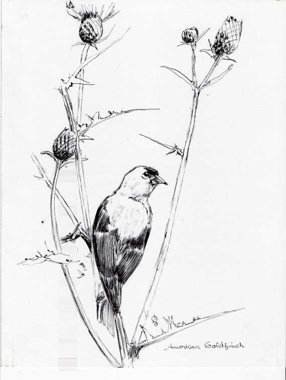 570x758 373 Best Penink Winged Images On Art Drawings, Art