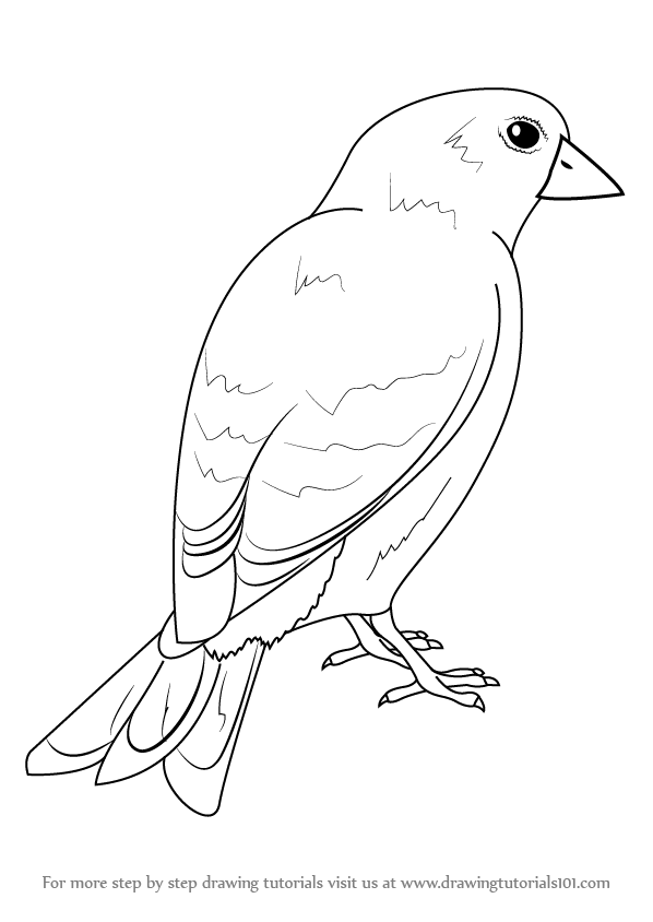 598x844 Learn How To Draw An American Goldfinch (Birds) Step By Step