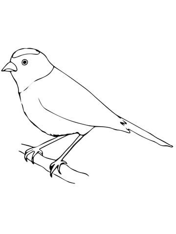 360x480 Tanager Coloring Page Free Printable Coloring Pages