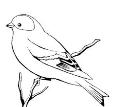 236x219 Bird Coloring Page. Others