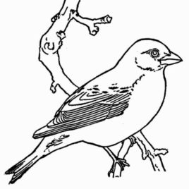 268x268 Bird Coloring Pages Robin