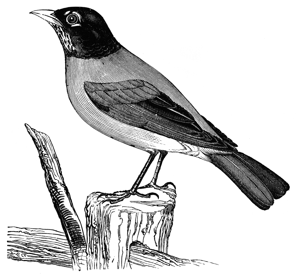 1024x945 American Robin Clipart Etc