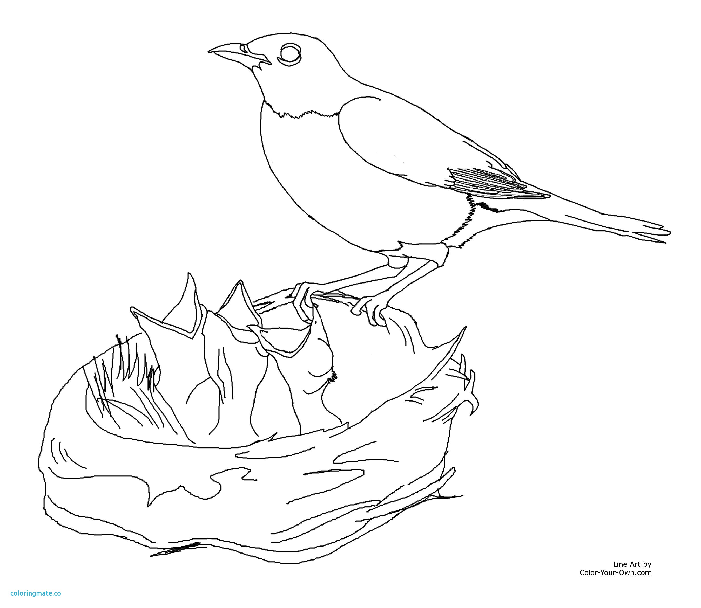 2700x2344 Printable Coloring Pages Of Birds Luxury Free American Robin