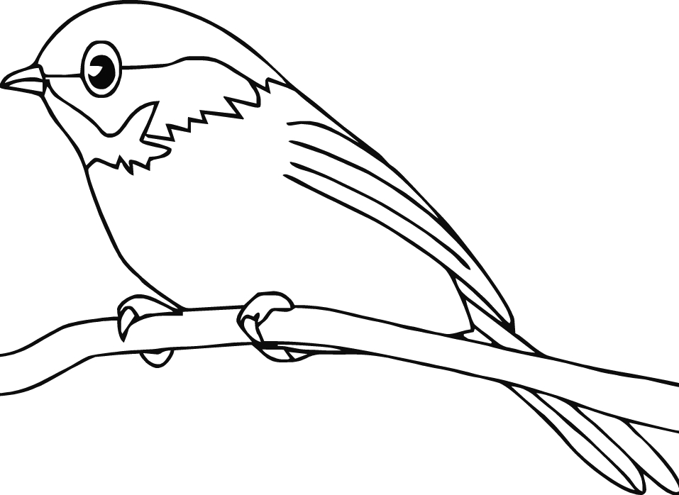 957x698 Robin Bird Coloring Robin Bird Coloring Pages For Kids