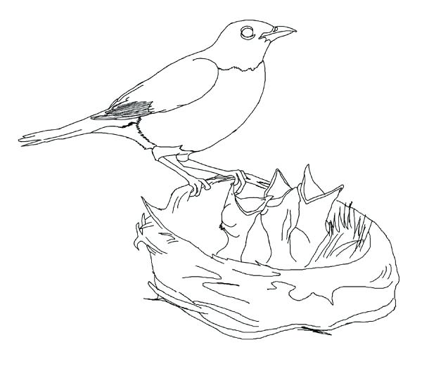 600x521 Top Rated Robin Coloring Pages Pictures Coloring Pages Free