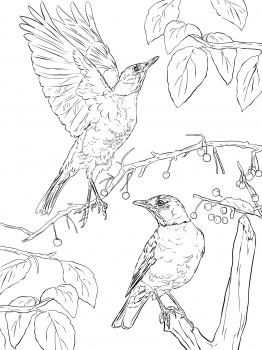 262x350 Two American Robins Coloring American Robin