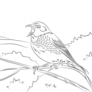 308x308 North American Birds