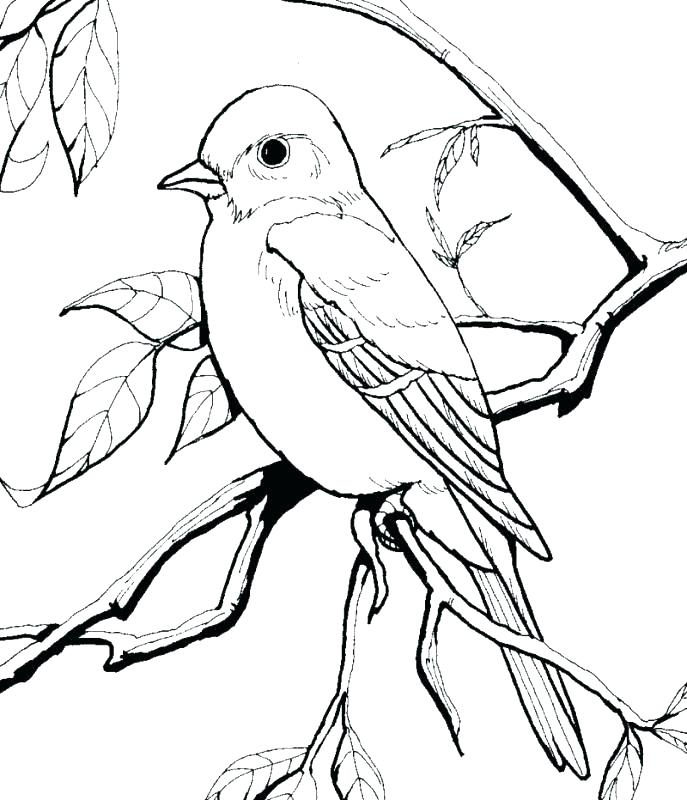 687x800 Robin Coloring Page Cortefocal.site