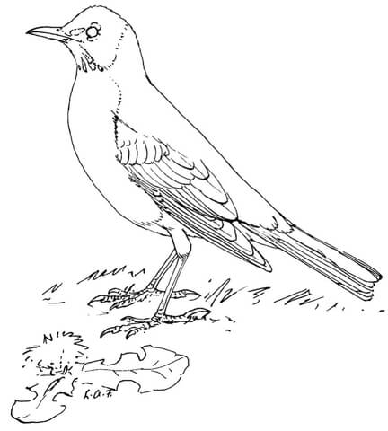 432x480 American Robin Coloring Page Free Printable Coloring Pages