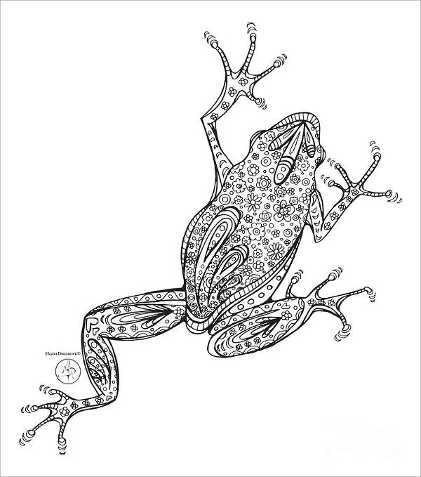 Amphibian Drawing