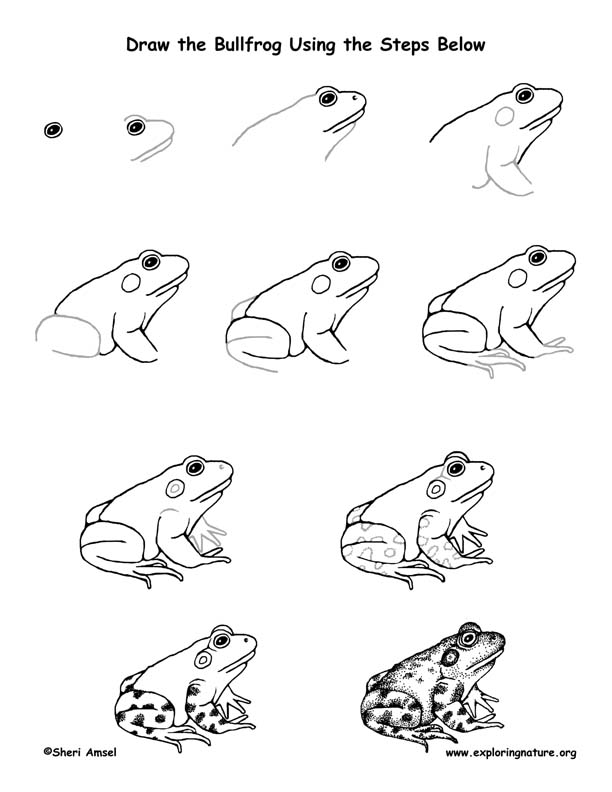 612x792 Frog (Bullfrog) Drawing Lesson