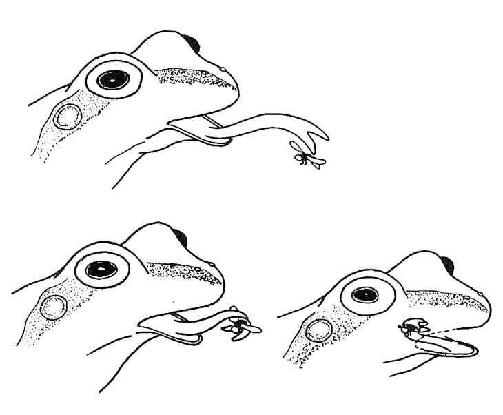 730x602 Frog Catching Fly. Biological Drawings. Characteristics