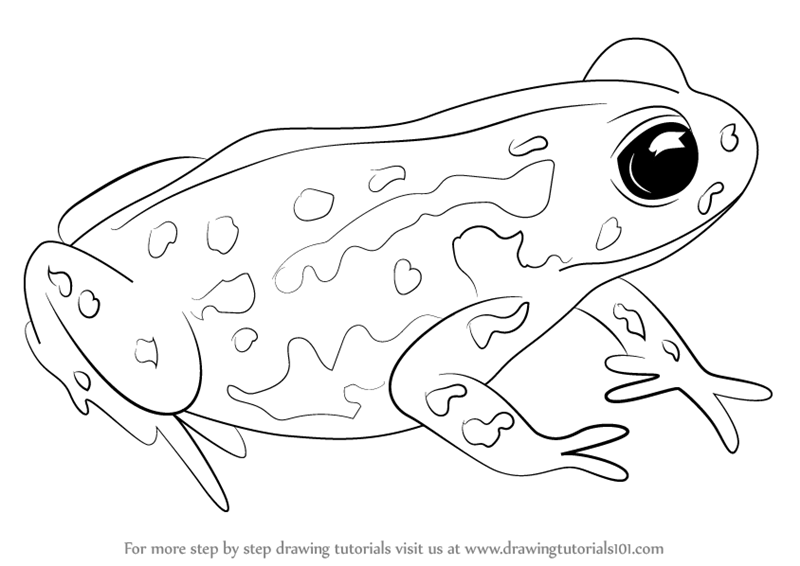 800x566 Learn How To Draw A Cape Mountain Toad (Amphibians) Step By Step
