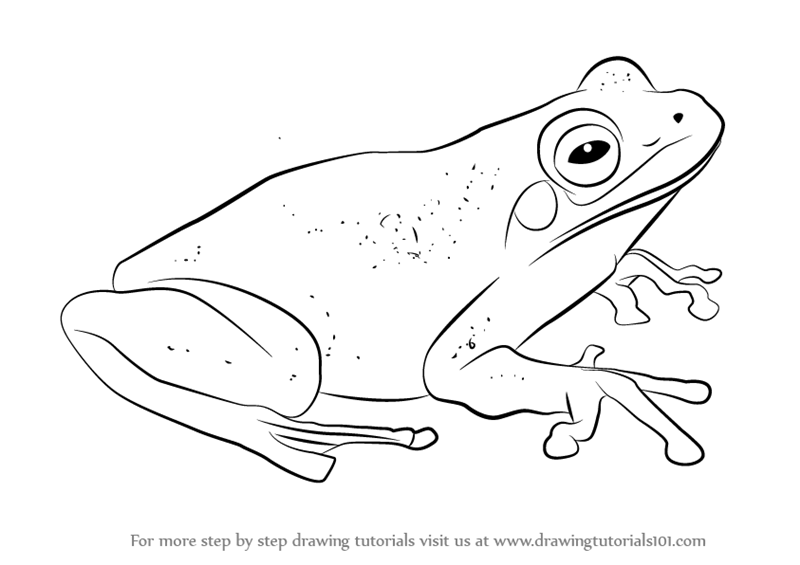 800x565 Learn How To Draw A Green Tree Frog (Amphibians) Step By Step