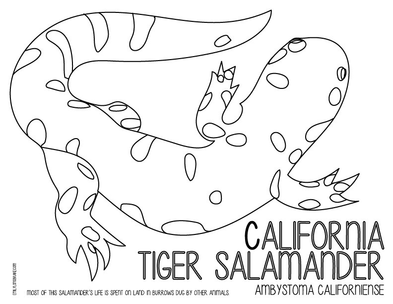 792x612 Amphibian Abecedary Coloring Book Emily Longbrake