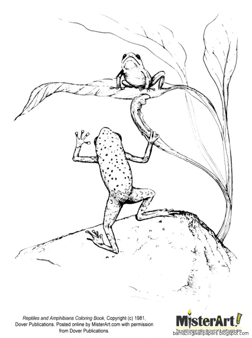 819x1100 Amphibian Drawing Amazing Wallpapers