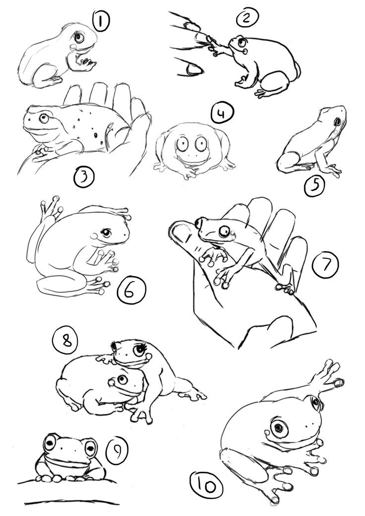 736x1041 218 Best Animals Amphibians Images On Frogs