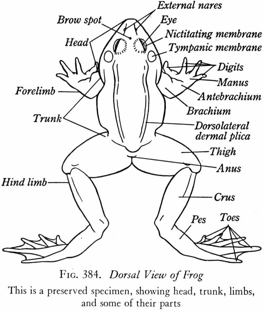 906x1068 Amphibians Characteristics Of Amphibians