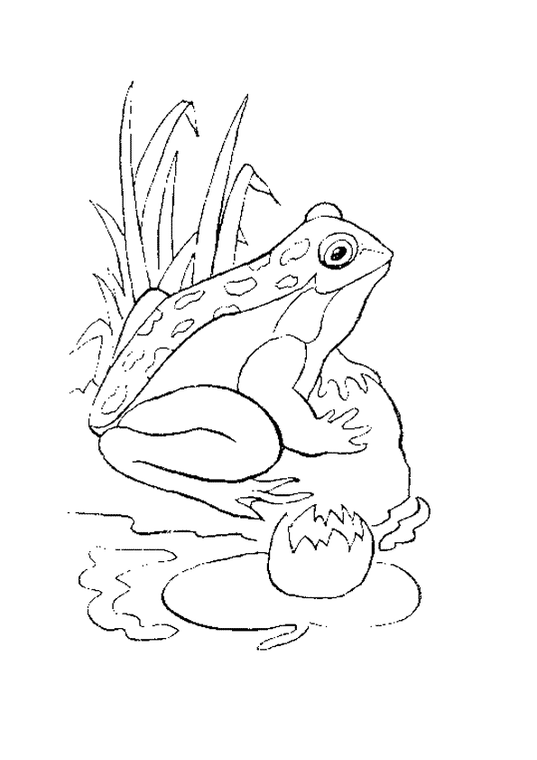 595x841 Kleurplaat Kikkers En Padden Frogs