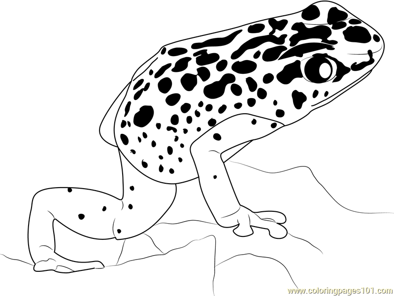 800x601 Amphibians Coloring Pages