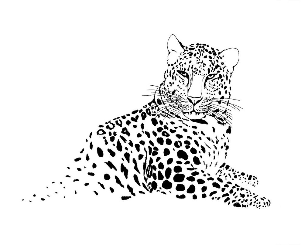 991x807 Amur Leopard By Andrewcjohnson