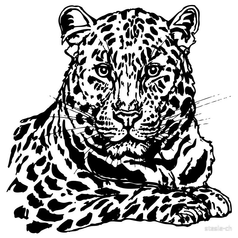 800x800 Amur Leopard Ink Sketch Posters By Stasia Ch Redbubble