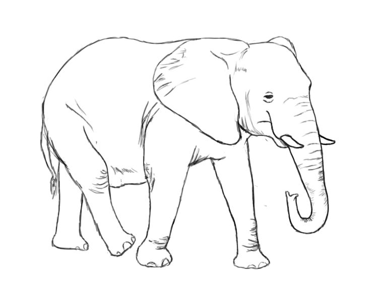 750x562 How To Draw An Elephant Paper Drawing, Animal Drawings And Drawings