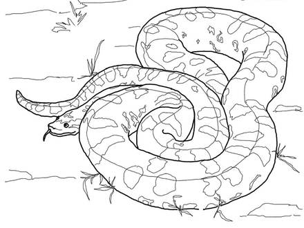 440x330 7 Anaconda Coloring Pages, Coloring Pages Snake Coloring Pages