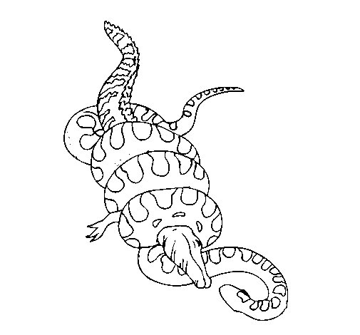 505x470 Anaconda And Caiman Coloring Page