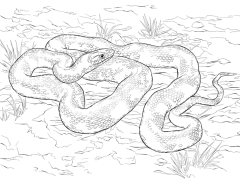 480x360 Black Rat Snake Coloring Page Free Printable Coloring Pages