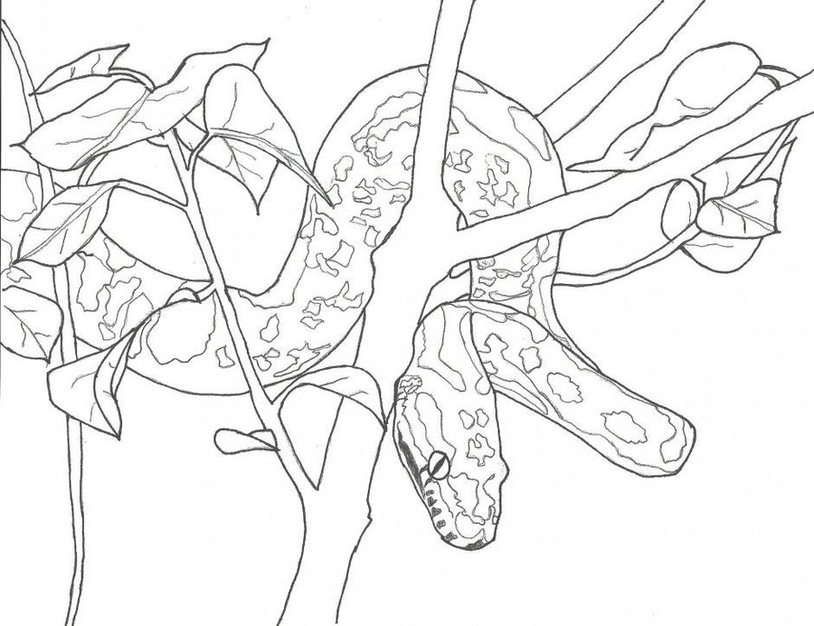 900x692 Coloring Pages Anaconda, Printable For Kids Amp Adults, Free