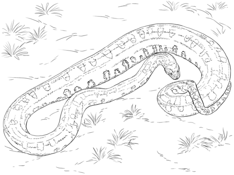 480x360 Realistic Green Anaconda Coloring Page Free Printable Coloring Pages