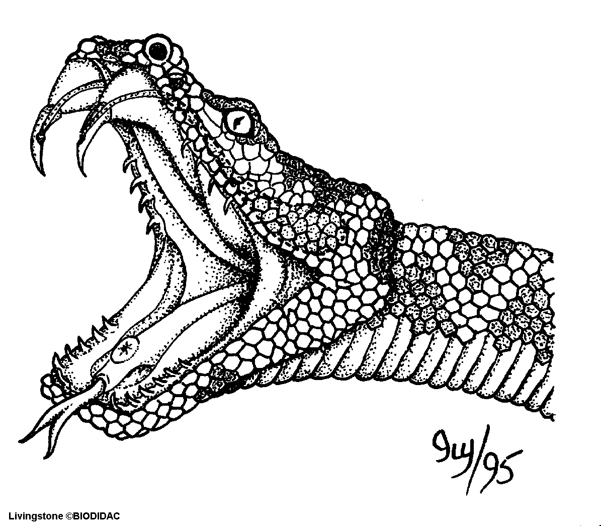 1195x1045 Anaconda Coloring Pages Viewing Gallery For King Cobra Coloring
