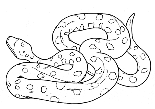 540x379 Anaconda Coloring