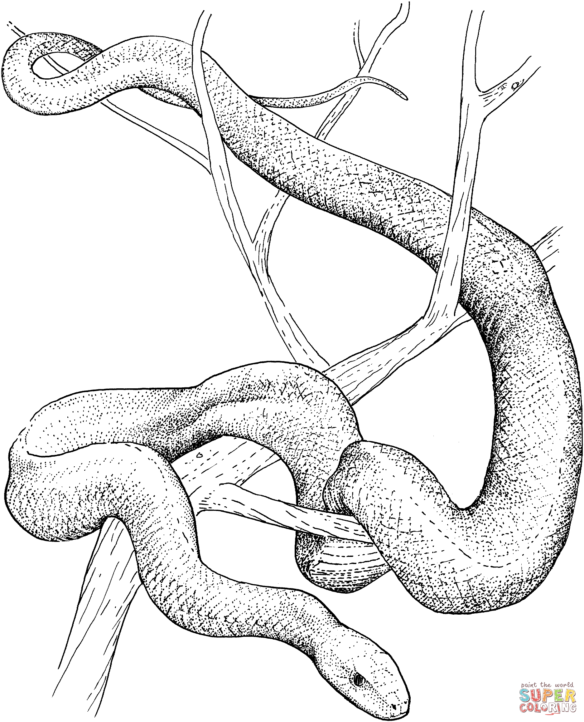 1873x2313 Coloring Pages Snake Coloring Page Tree Pages Snake Coloring
