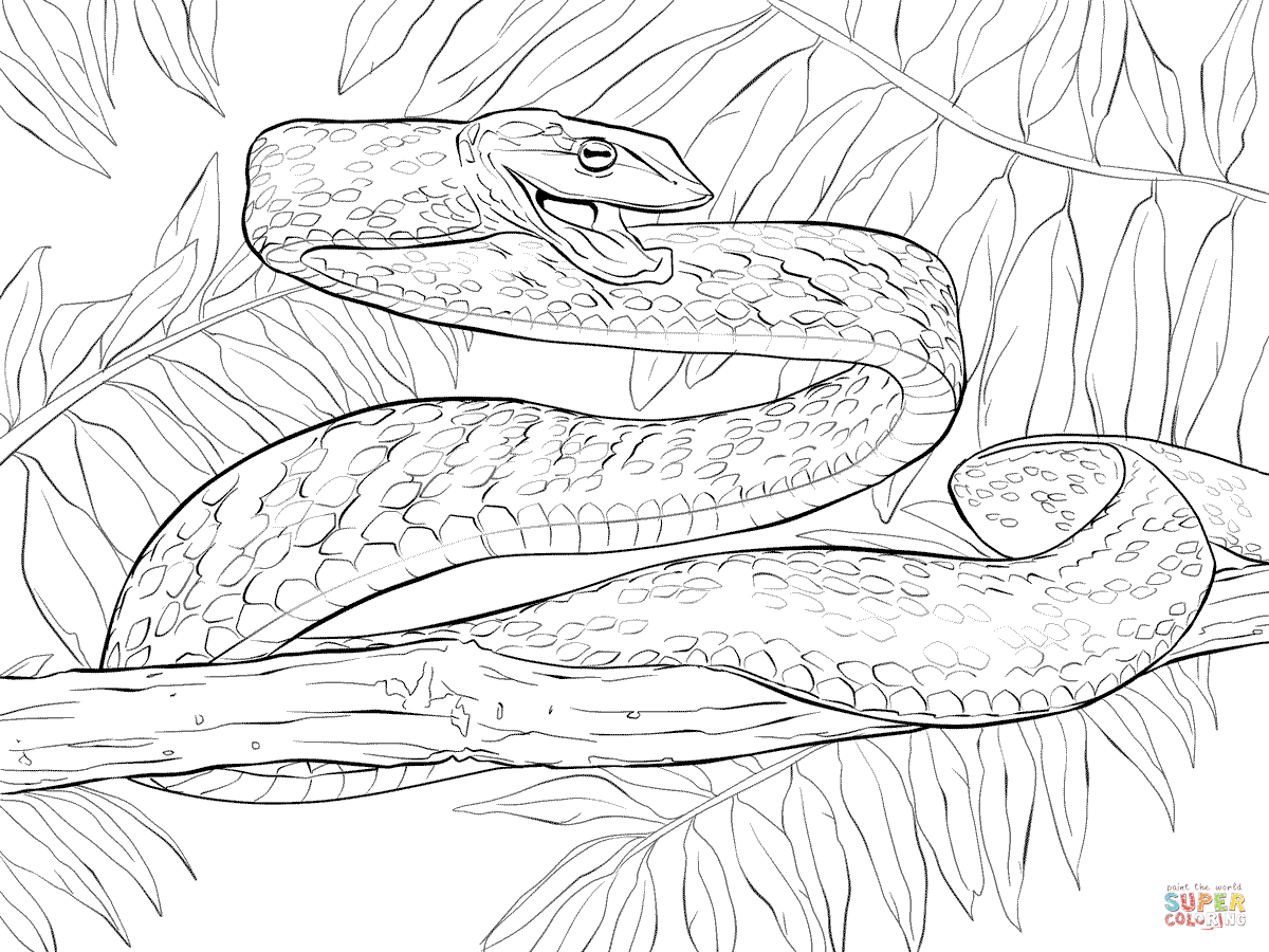 anaconda snake drawing at getdrawings  free download