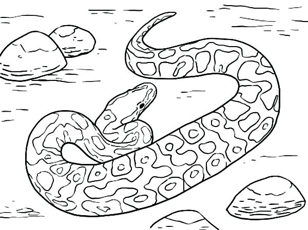 600x449 Here Are Snake Coloring Page Pictures Snake Coloring Pages Online