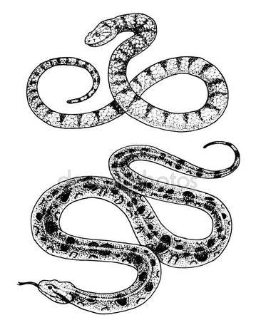 359x449 Viper Snake. Serpent Cobra And Python, Anaconda Or Viper, Royal