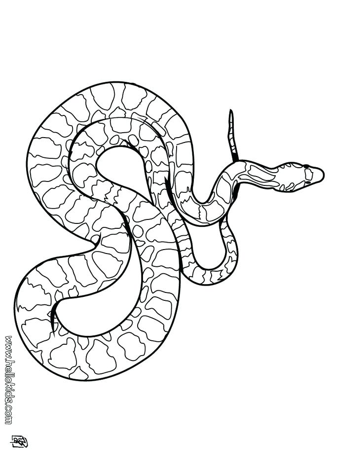 736x951 Anaconda Coloring Page
