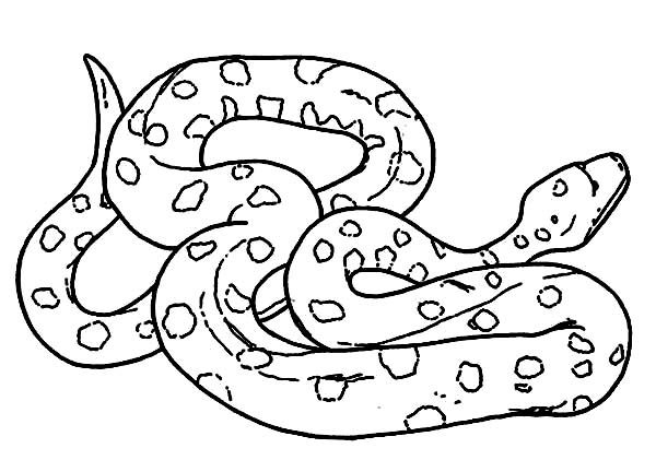 600x421 Anaconda Coloring Page