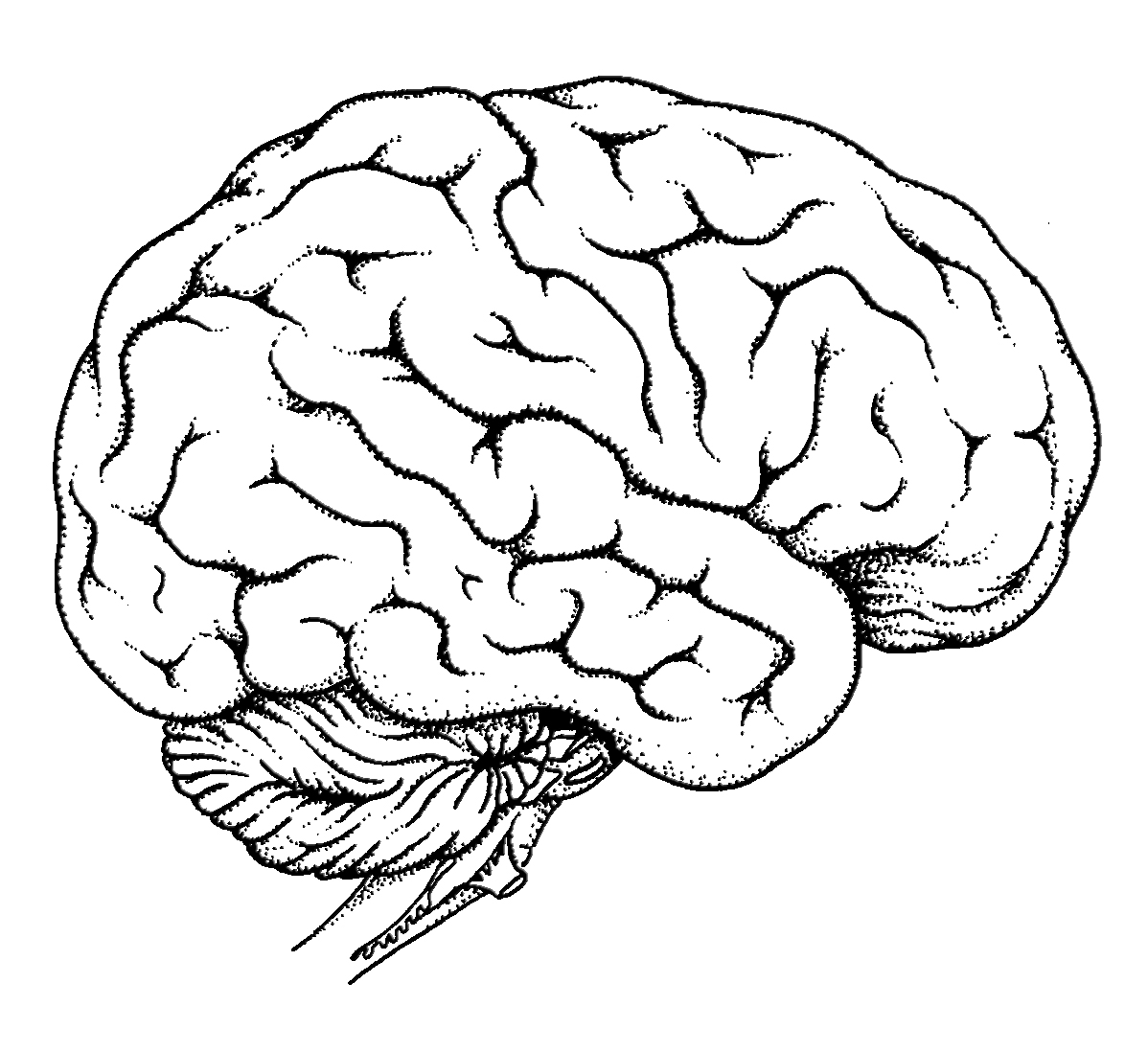 1198x1098 Diagram Of Human Brain