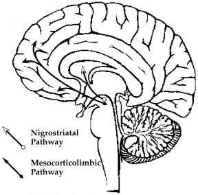 288x284 Anatomical Distribution In The Central Nervous System