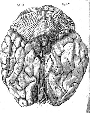 300x377 Fileanatomical Drawing Wellcome L0074962.jpg