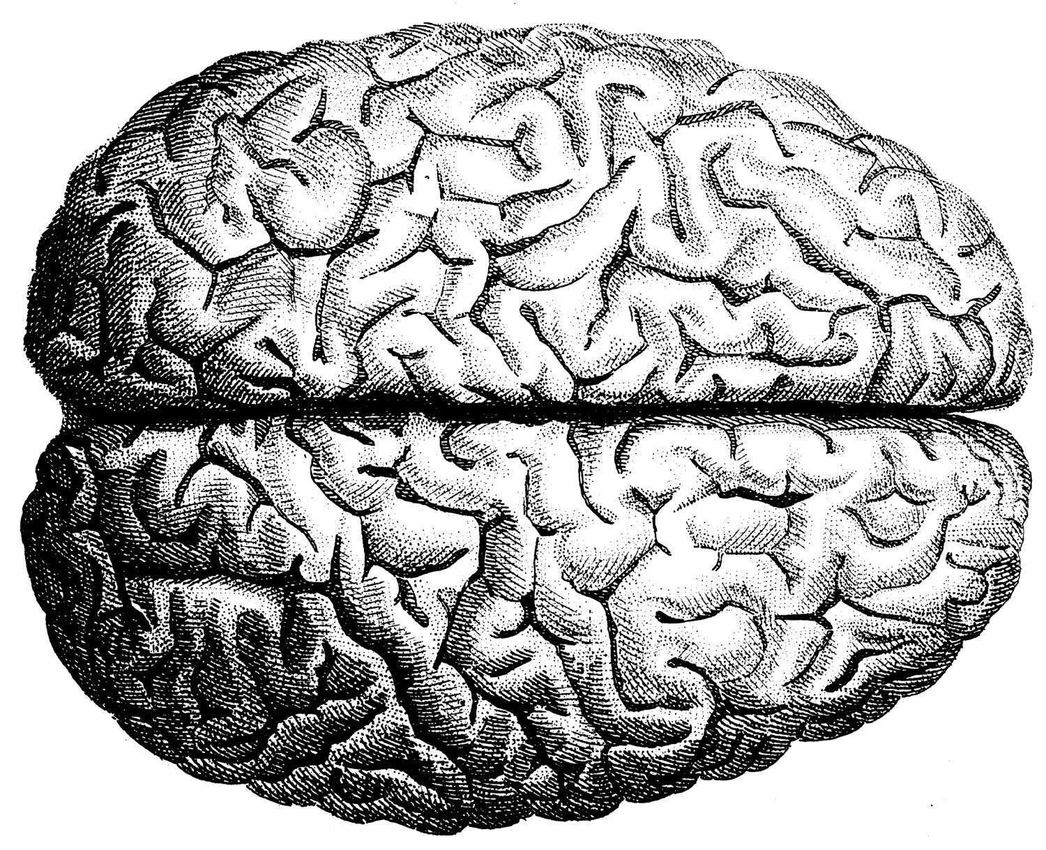1500x1219 Human Brain Illustration Inspiration Brain
